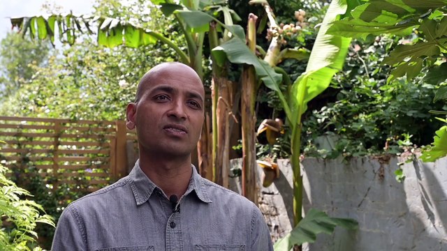 German Shepherd becomes surrogate dad to abandoned ducklings