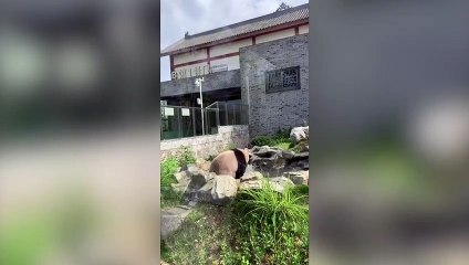 Pandas splash about to cool off in summer heat