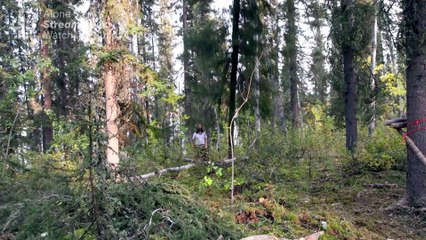 Alone: Channel 4 Trailer - Survive the Wild in Remote Canada 🌲