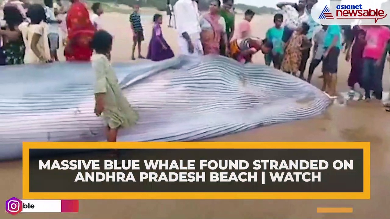 Massive blue whale found stranded on Andhra Pradesh beach | WATCH