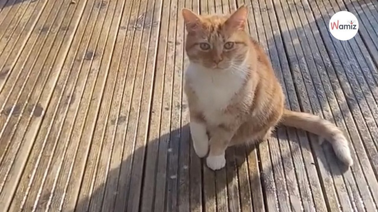 I'm hurt, let me in actor cat leaves everyone in stitches (video)-index