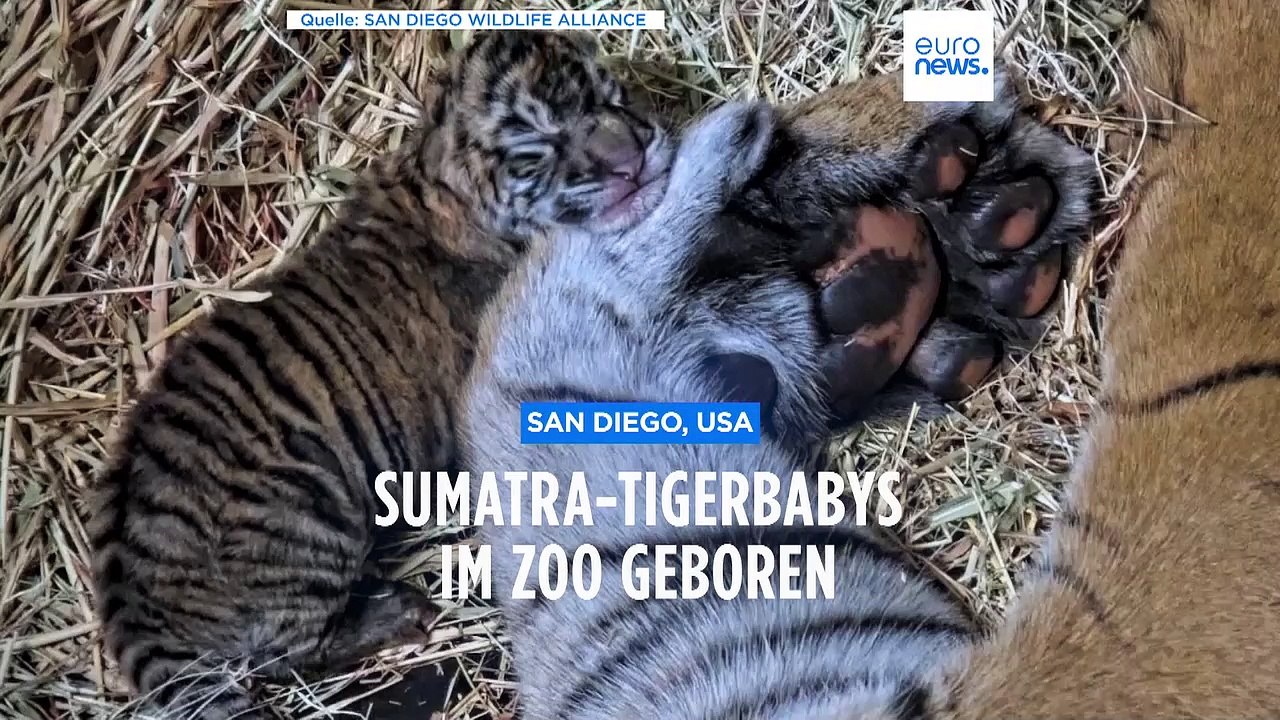 Sensation in San Diego: Nachwuchs bei Sumatra-Tigern