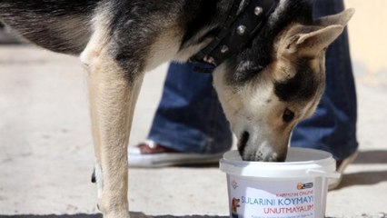 “Sokakta 10 gün bekleyen bir kap suda milyonlarca sinek üreyebilir”