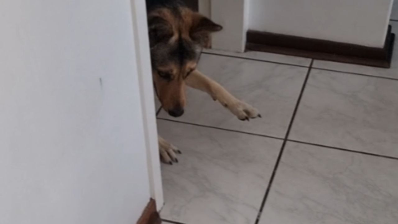 Adorable German Shepherd is fascinated and afraid of the vacuum cleaner *Hilarious Reaction*