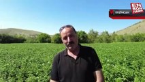 Erzincan’da patates üretiminin yaygınlaşmasına devlet katkısı
