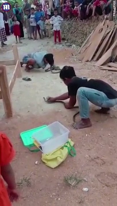 Endonezya'da yılan oynatıcısı yılan ile şov yaparken yılan burnunu ısırarak öldürdü