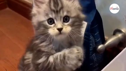 The way this kitten asks for food will make you melt (video)
