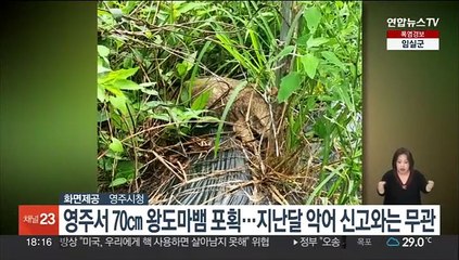 경북 영주서 70㎝ 왕도마뱀 포획…지난달 악어 신고와는 무관한 듯