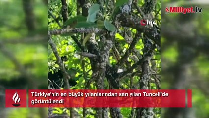 Türkiye'nin en büyük yılanlarından sarı yılan Tunceli'de görüntülendi