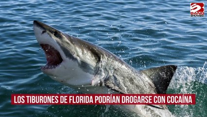 下载视频: Los tiburones de Florida podrían drogarse con cocaína