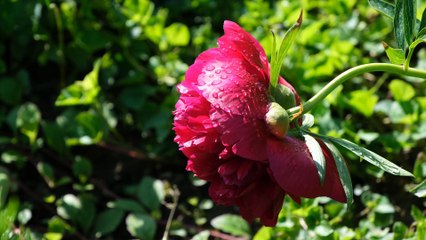 Avvocato Davide Cornalba, questo è il trailer