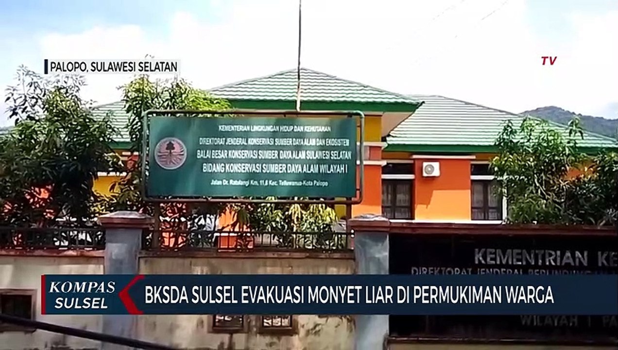 BKSDA Sulsel Evakuasi Monyet Liar Di Permukiman Warga
