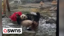 Adorable video shows pandas splashing about to cool off in summer heat