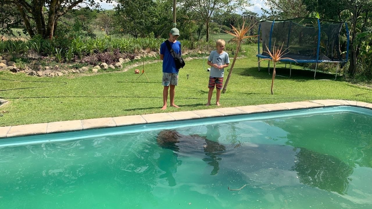 Three-Tonne Hippo Discovered In Swimming Pool | Wild-ish TV