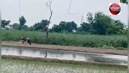 BALLIA NEWS:  साँड़ के डर से दो घण्टे पेड़ पर रह व्यक्ति