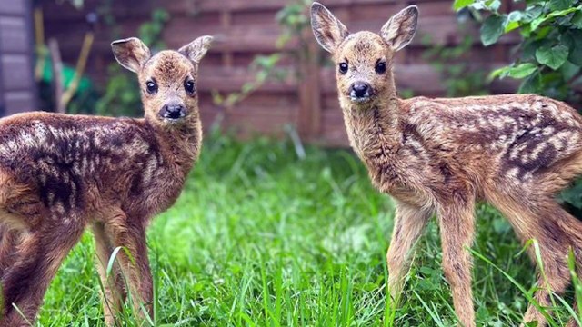 Gorlice - klinika dzikich zwierząt