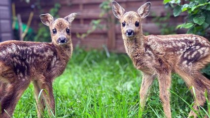 Gorlice - klinika dzikich zwierząt