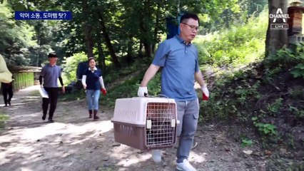 경북 영주서 사바나왕도마뱀 발견…악어 소동, 도마뱀 탓?