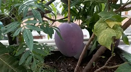 গাছে ঝুলছে বিশ্বের সবচেয়ে দামী আম 'মিয়াজাকি', ফলালেন ওড়িশার এক শিক্ষক!  | Oneindia Bengali