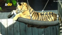 Sumatran Tiger Family Gets New Swing Set at London Zoo