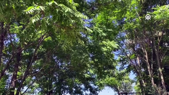 Uludağ eteklerinde orman yangını
