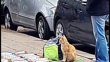 Funny Cat Memes Compilation of 2023  #33