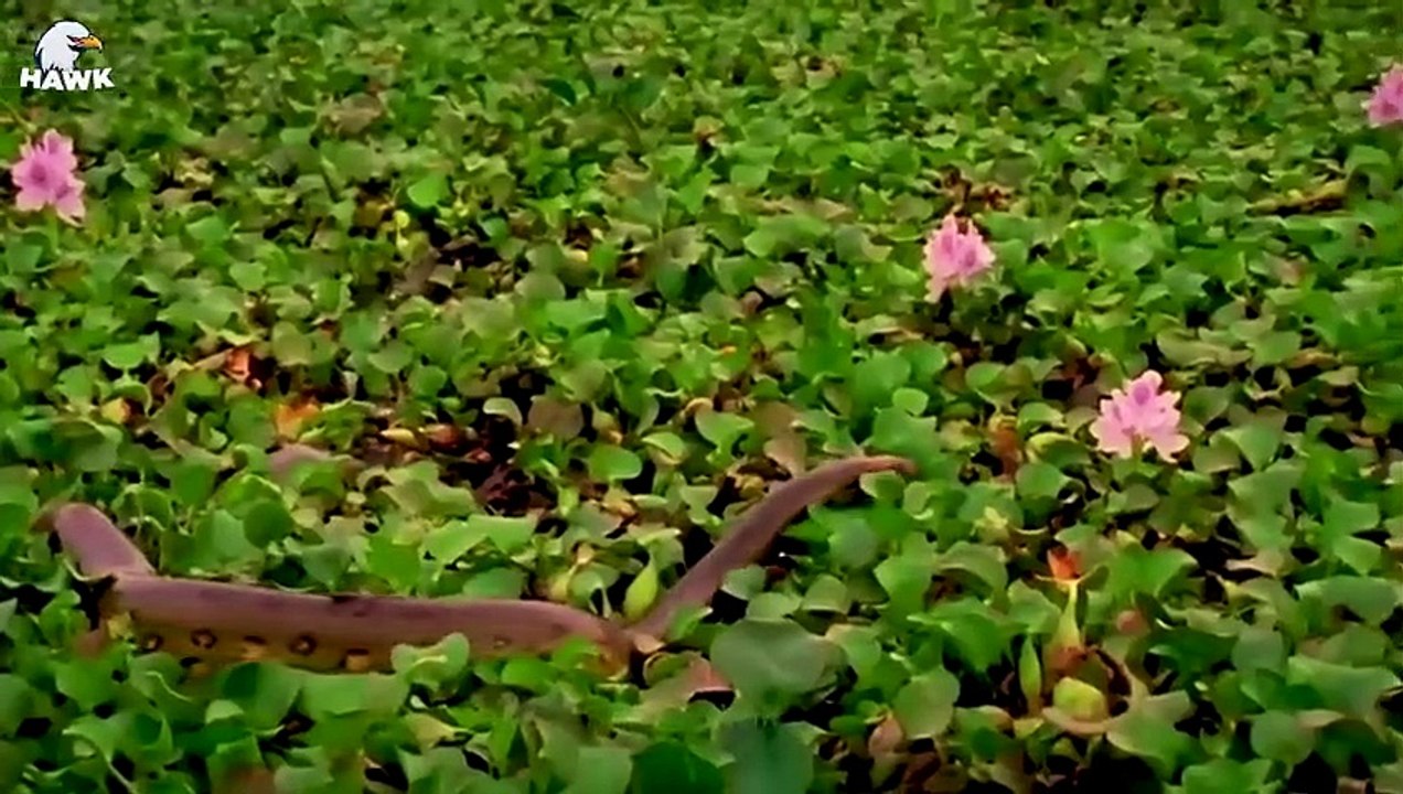30 Moments When Lions Are Ambushed By Anacondas, What Happens Next   Animal Fight