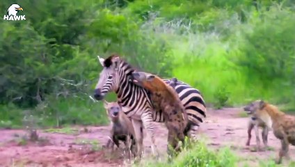 30 Moments Of Big Cats Hunting Wild Animals In 1 Second   Animal Fight