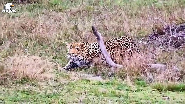 30 Moments Wild Horses Face Danger From a Bloodthirsty Lion, What Happens Next Animal Fight