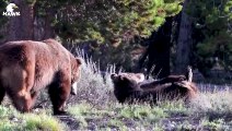 30 Moments When Bears Fight To Protect Their Cubs, What Happens Next   Animal Fight