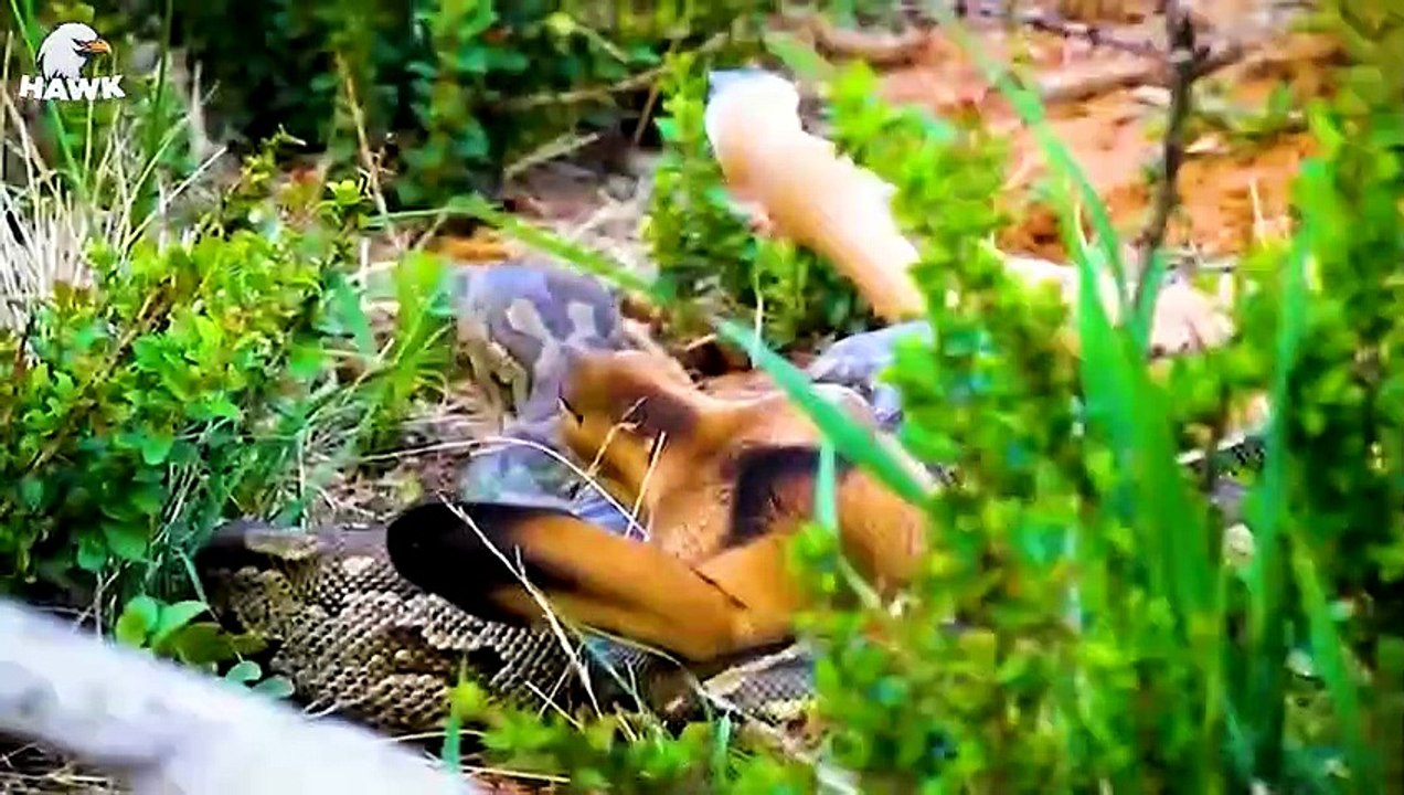 30 Stupid Pythons Trying To Escape Impala's Horns, What Happens   Animal fights