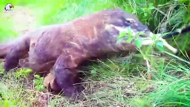 30 Moments 2 Predators Can Catch Wild Horses, Let's See How They Are Animal Fight