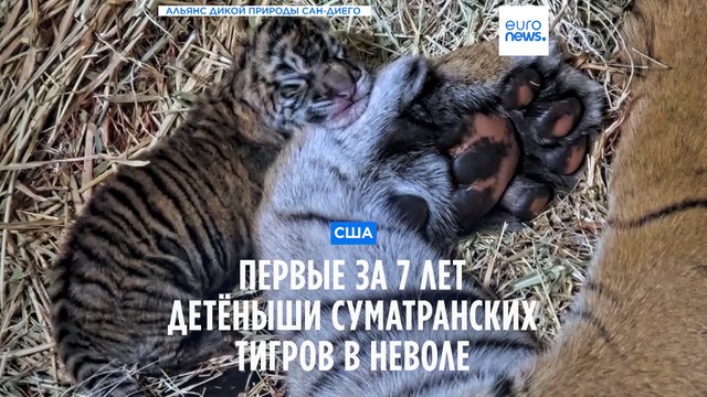 Суматранские тигрята в зоопарке Сан-Диего