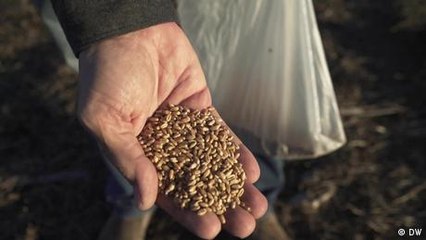Argentines eat transgenic bread