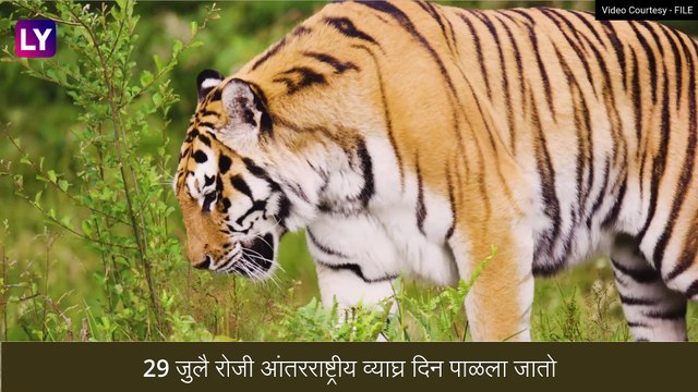 International Tiger Day 2023: आंतरराष्ट्रीय व्याघ्र दिनाची तारीख, इतिहास आणि महत्व
