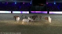 Shetland Pony Steals The Show During The Group Performance