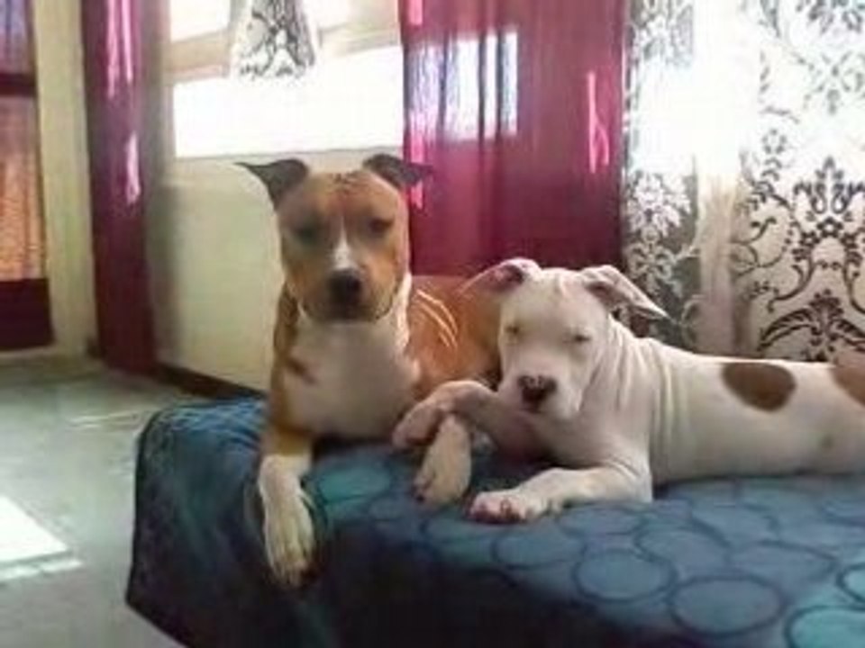 Shakur 9 mois __fusion 3 mois