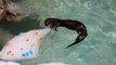 Zoo animals cool off with ice treats in habitat amid heatwave in Arizona
