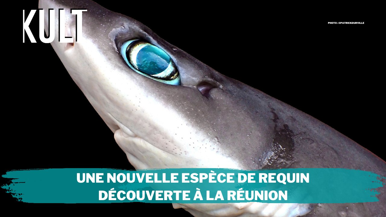 Une nouvelle espèce de requin découverte à La Réunion - Vidéo Dailymotion