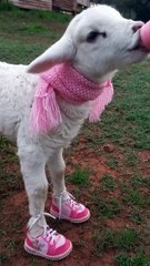 Conheça Barbie, cordeira que faz sucesso na internet e usa cachecol, mamadeira e tênis rosa