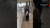 Vídeo hilário: cachorro demonstra originalidade ao dançar com sua dona