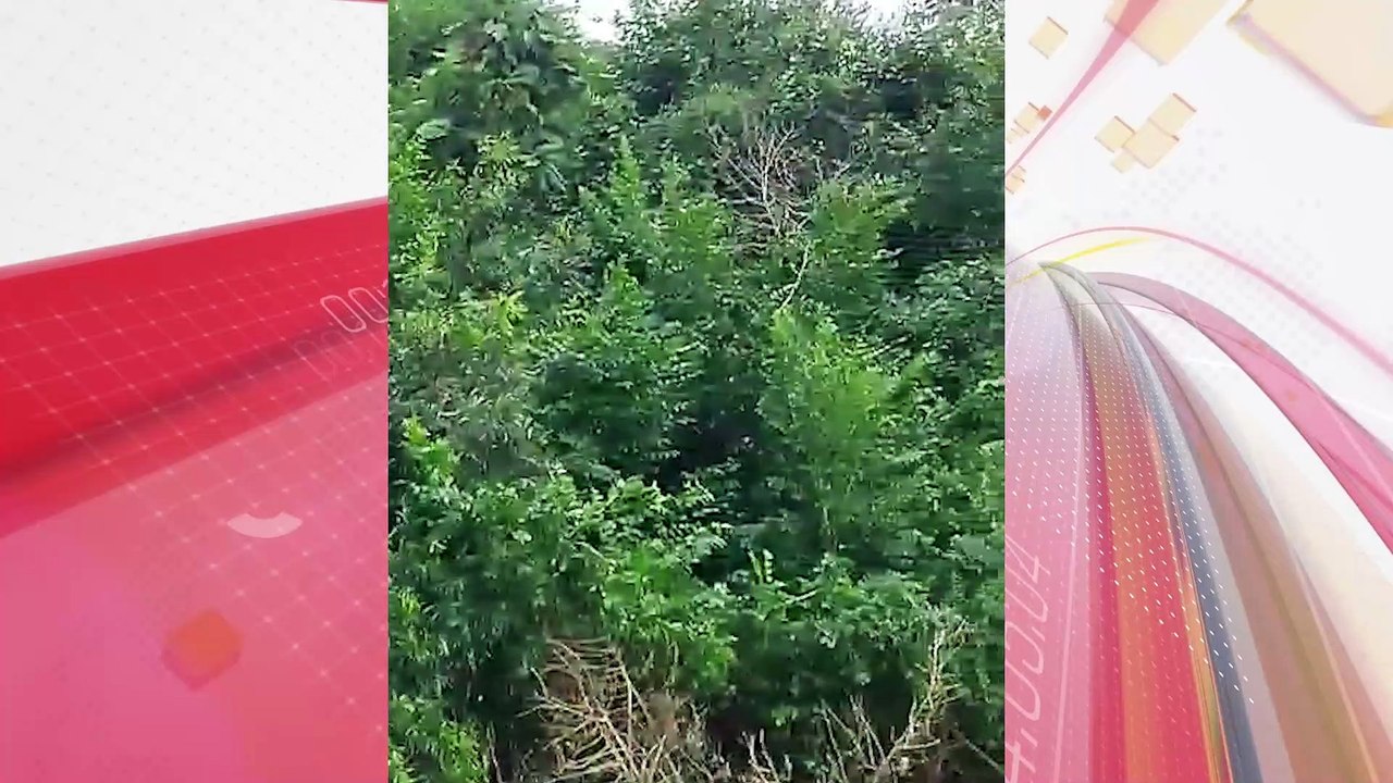 Pescadores flagram família de onças às margens do Rio Paraná; assista