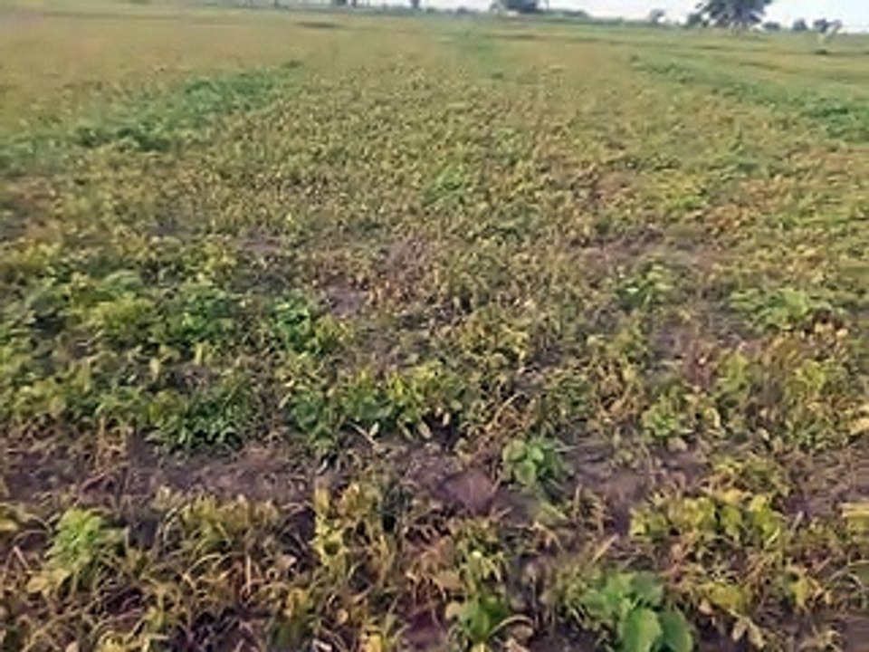 साहब कुछ भी नही बचा, खेत ही खाली हो गए-video