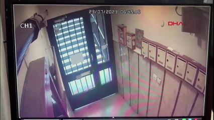 Le chat a été volé avec le propriétaire lors du vol à Şişli