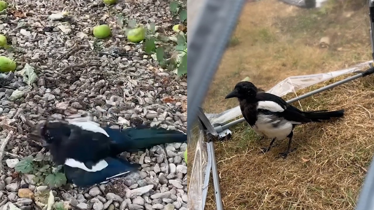 Ever Seen A DRUNK MAGPIE?