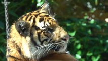 London Zoo’s Endangered Tiger Cubs Practice Balance Skills In New Swing