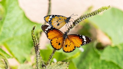 Скачать видео: Científicos creen  que las manchas de las mariposas monarcas inciden en su capacidad para realizar su ruta migratoria anual