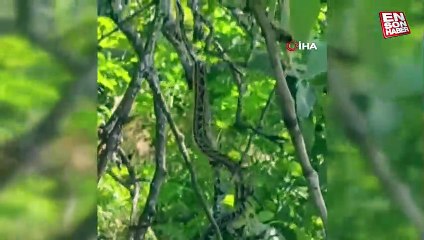 Türkiye'nin en büyük yılanlarından sarı yılan Tunceli'de görüntülendi