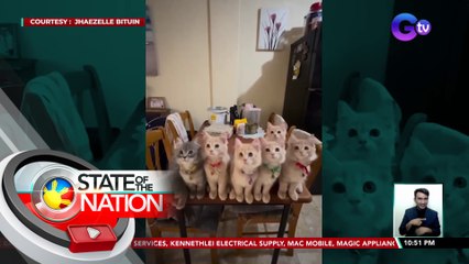 Mga Persian cat, naki-vibe sa furparent sa kantang "The Lazy Song" ni Bruno Mars | SONA