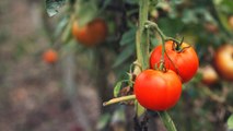 How to Plant and Grow Tomato Plants